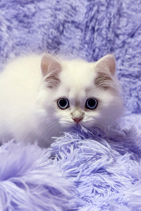 Jerome | british shorthair kitten