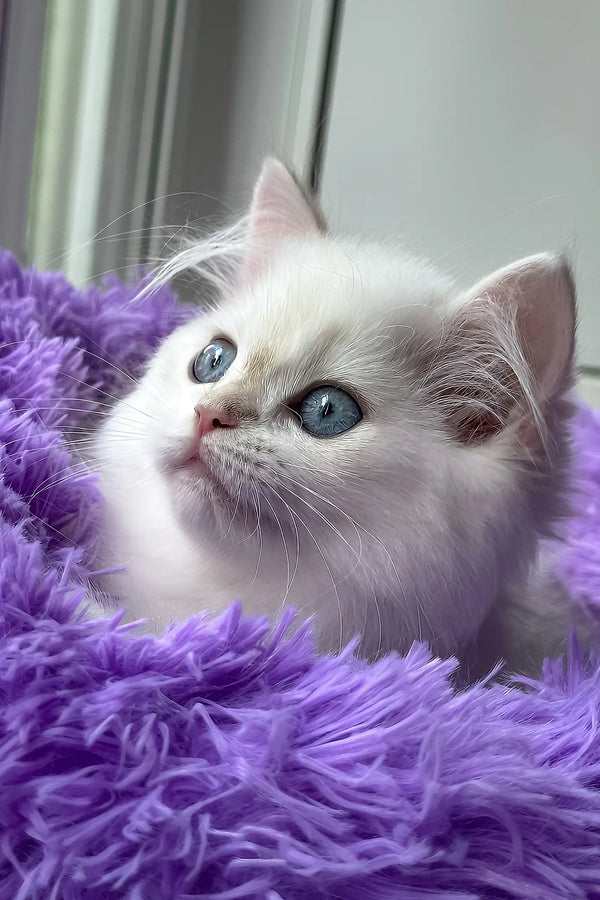 Jerome | british shorthair kitten