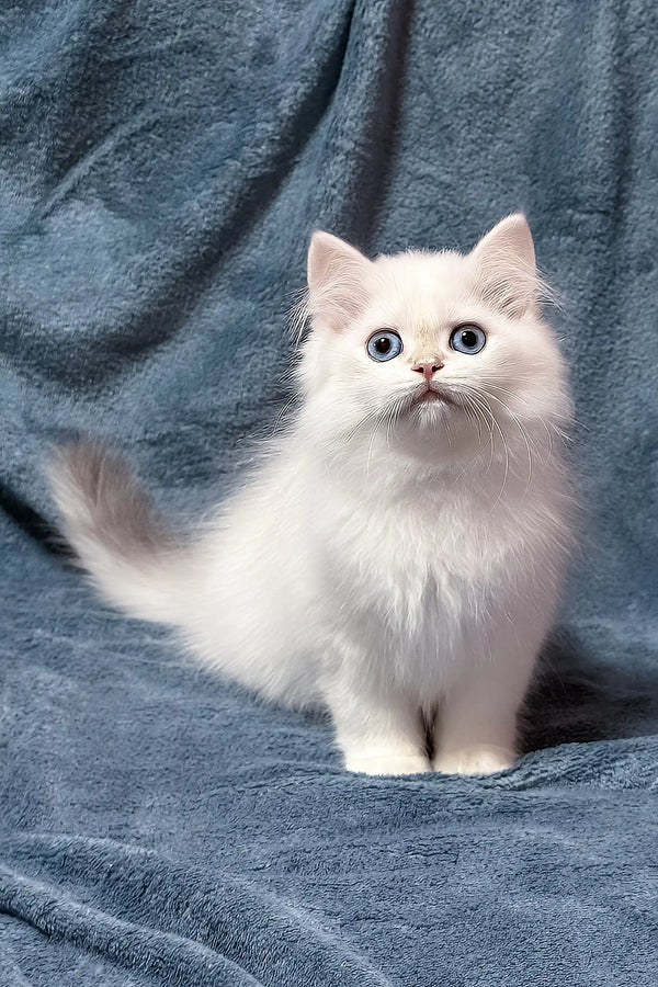 Jerome | british shorthair kitten