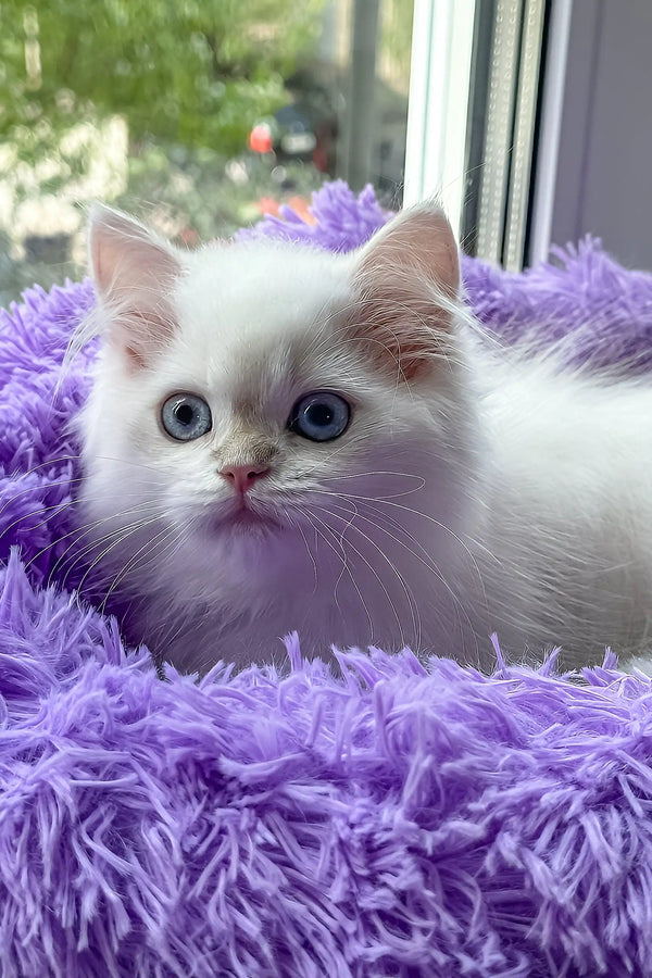 Jerome | british shorthair kitten