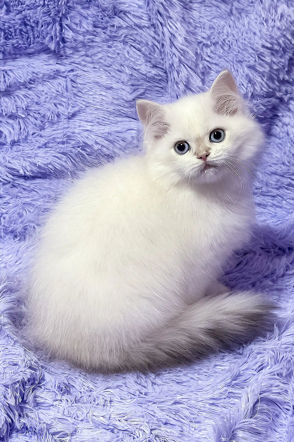 Jerome | british shorthair kitten