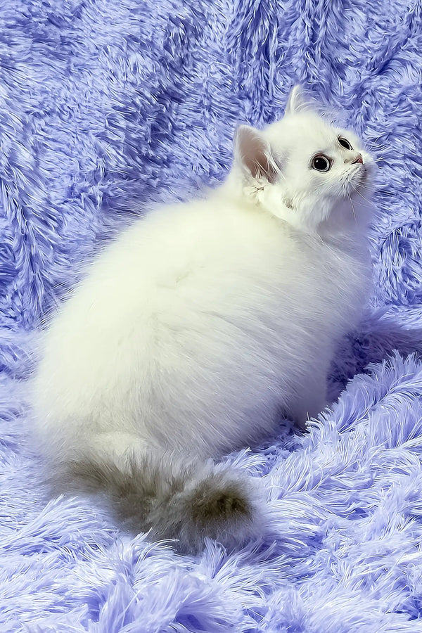 Jerome | british shorthair kitten