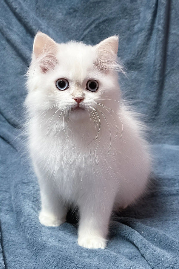 Jerome | british shorthair kitten