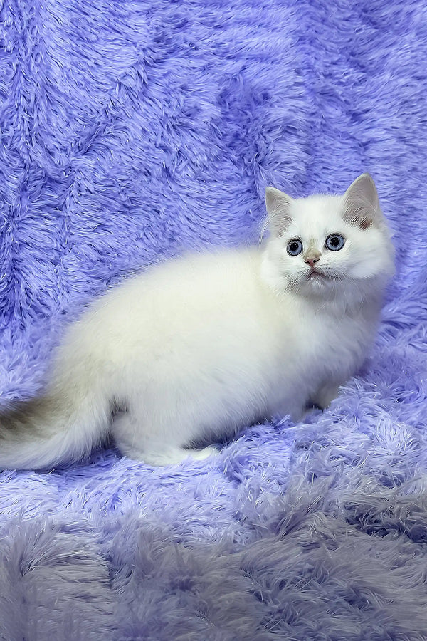 Jerome | british shorthair kitten