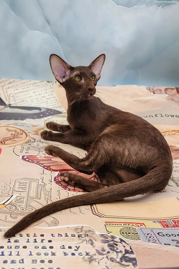 Cute brown Oriental cat featured in the Jesse Oriental Kitten product line