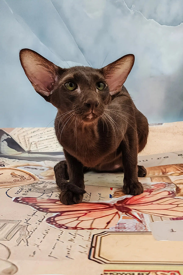 Brown Oriental cat from the Jesse Oriental Kitten product line