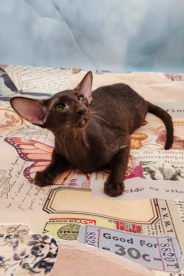 Brown Oriental cat featured in Jesse | Oriental Kitten product showcase