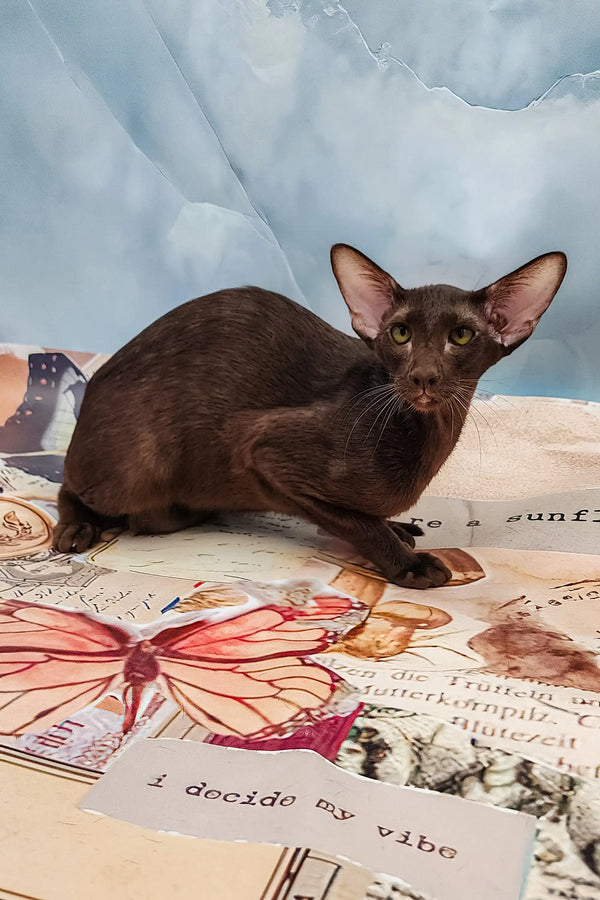 Chocolate brown Oriental cat named Jesse in an adorable kitten pose