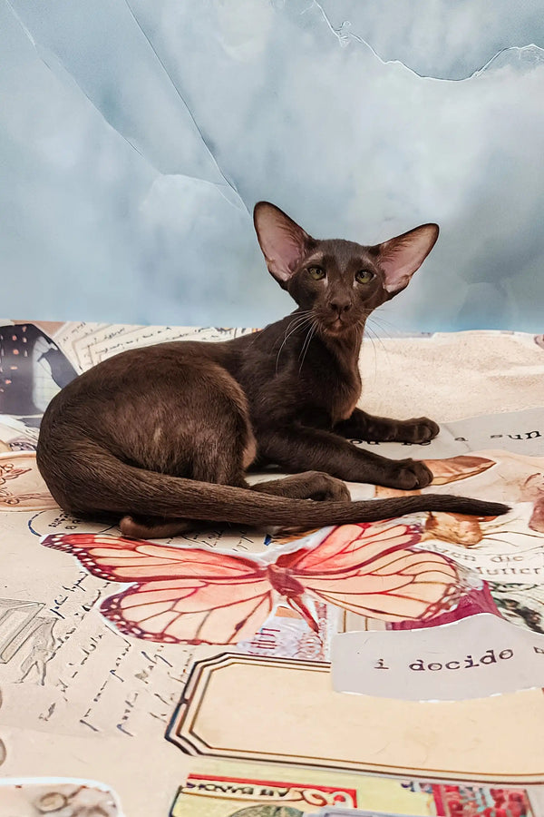 Cute Chocolate Brown Oriental Cat from the Jesse Oriental Kitten collection