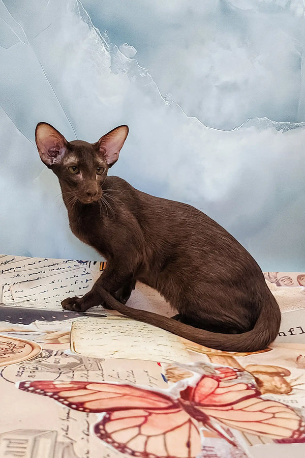 Chocolate-colored Oriental cat from the Jesse | Oriental Kitten product line