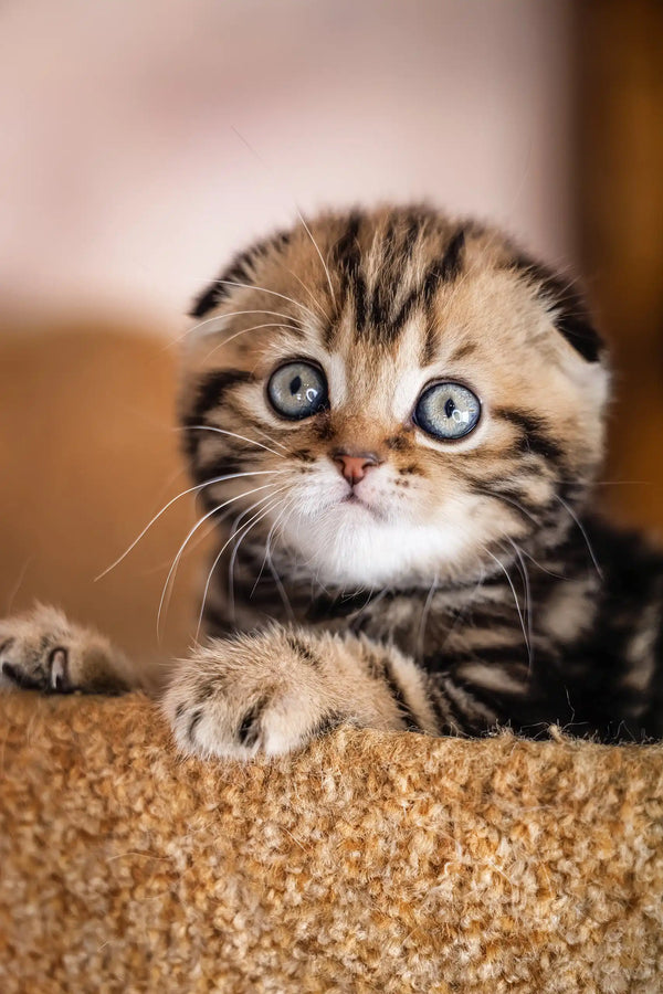 Adorable tabby Scottish Fold kitten named Jessica ready for a new home