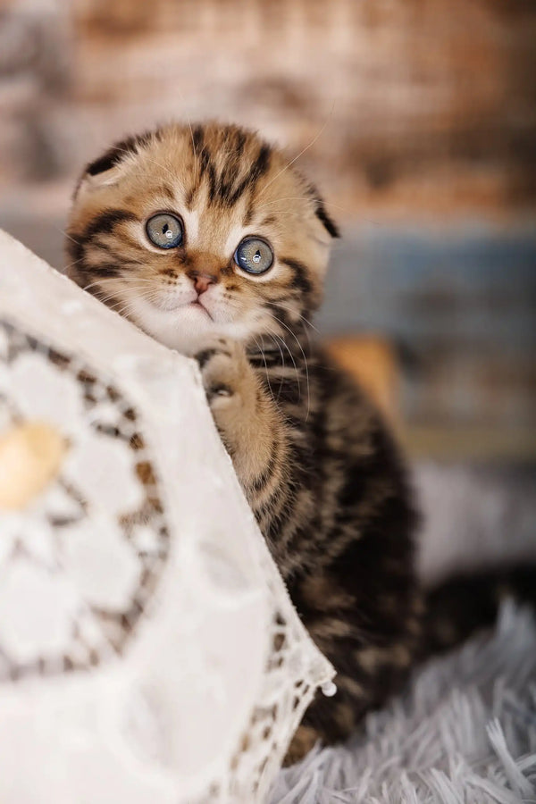 Cute tabby Scottish Fold kitten with folded ears, perfect for pet lovers