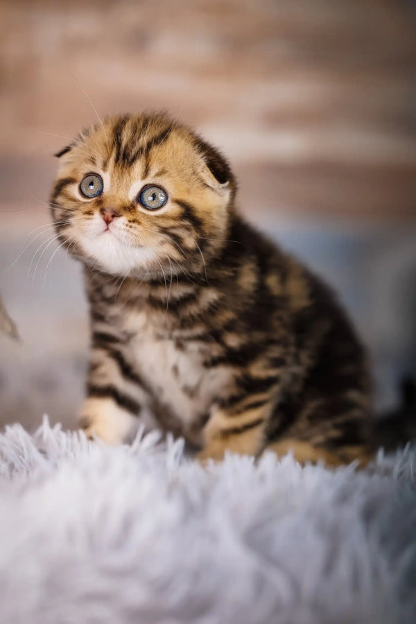 Striped Scottish Fold kitten named Jessica showcasing her adorable features