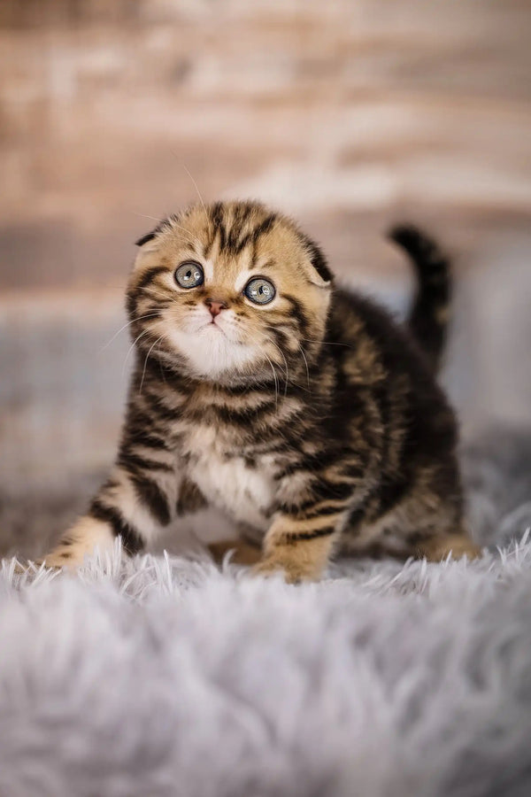 Cute Striped Scottish Fold Kitten from the Jessica collection, ready to steal hearts!