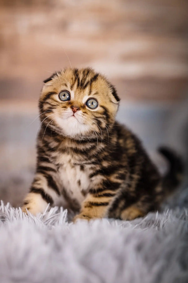 Cute Striped Scottish Fold Kitten named Jessica looking playful and adorable