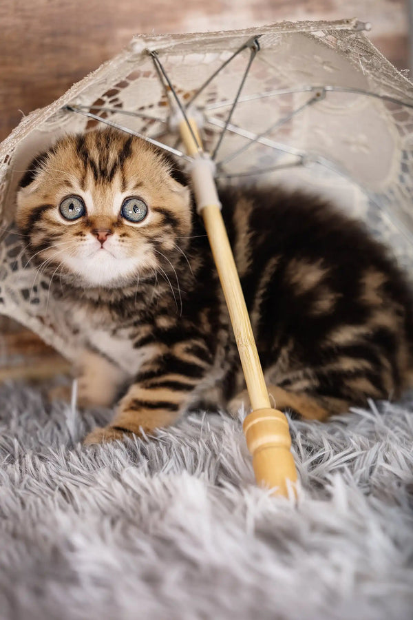 Striped kitten under a lace umbrella in Jessica, the adorable Scottish Fold Kitten