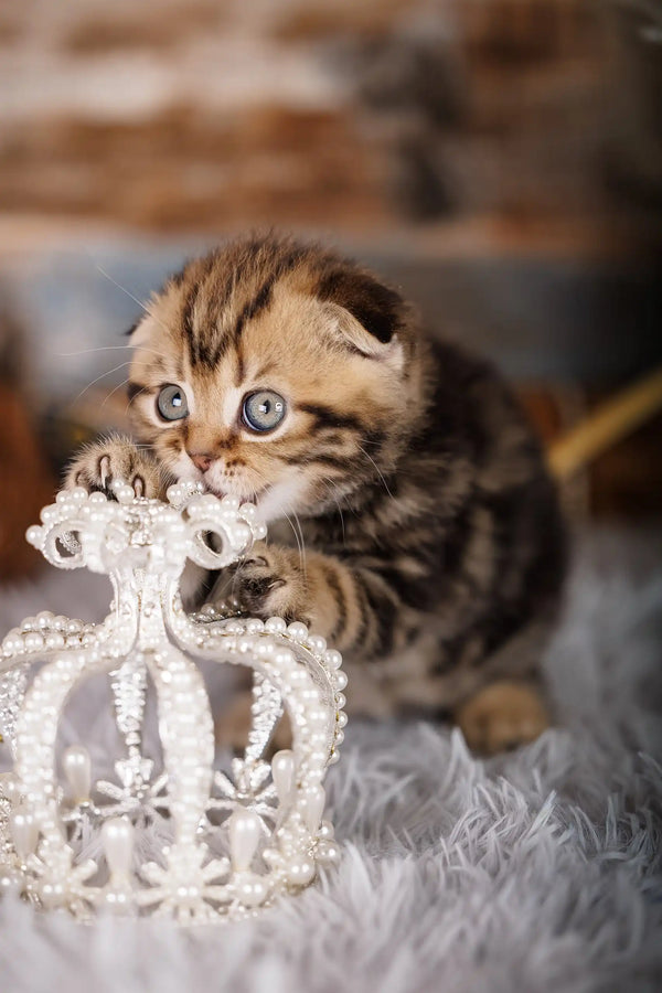 Striped kitten enjoying a pearl crown in the Jessica Scottish Fold Kitten product
