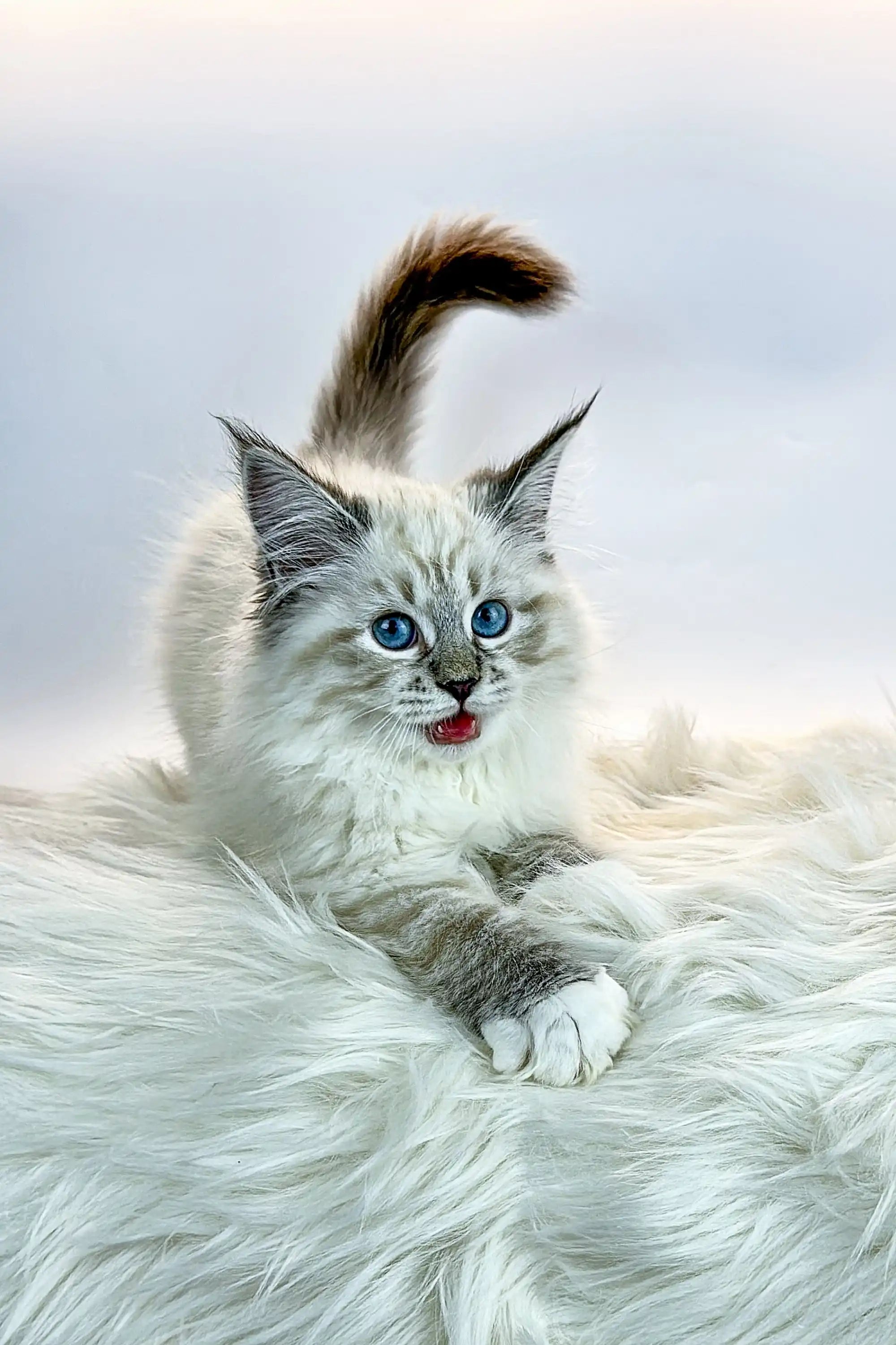 Kittens For Sale Jessica | Siberian Kitten