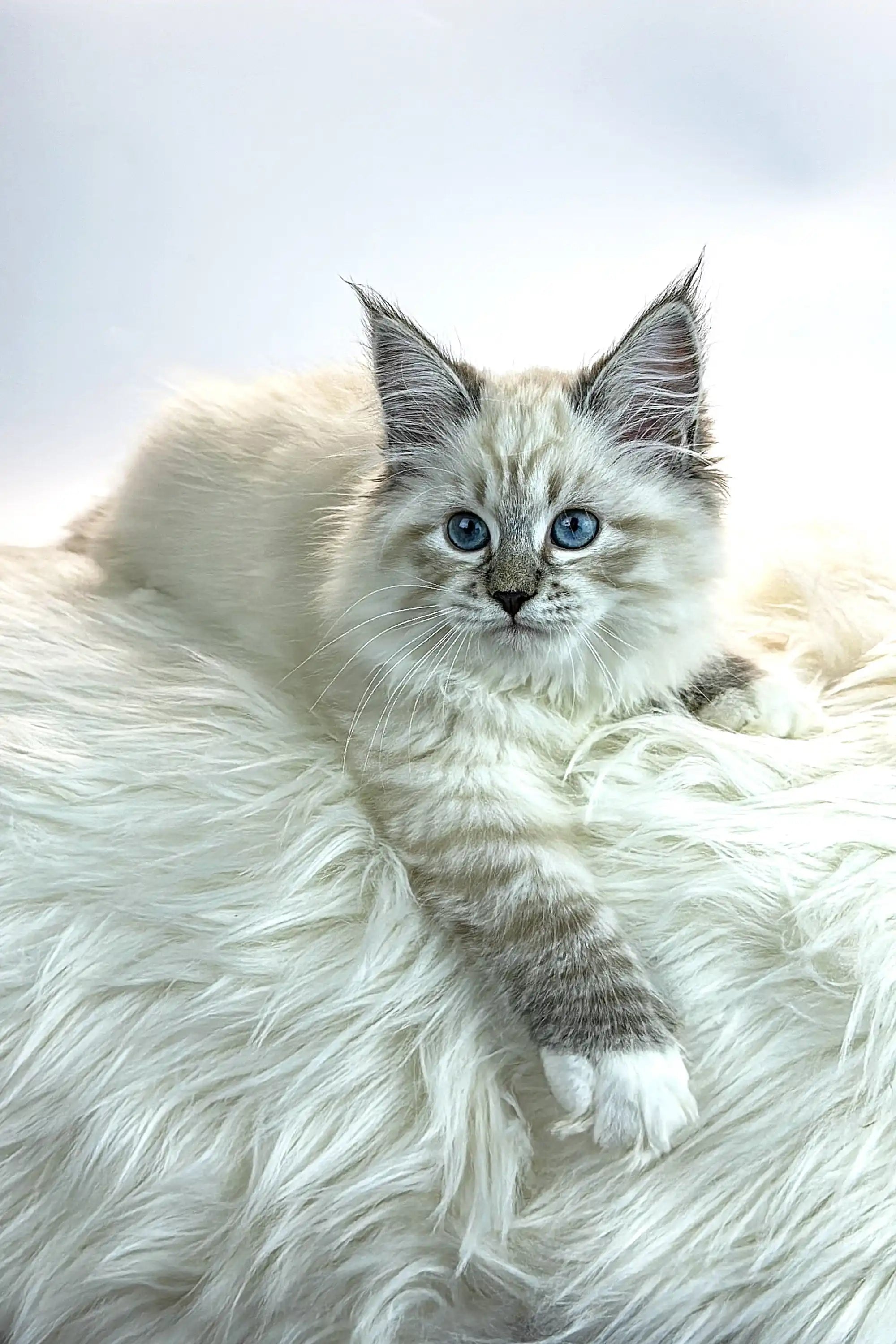 Kittens For Sale Jessica | Siberian Kitten