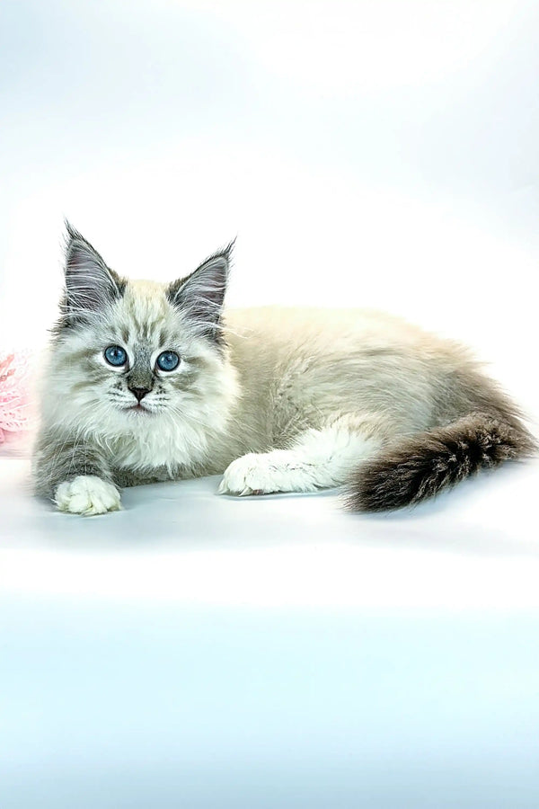 Fluffy gray and white Siberian kitten with stunning blue eyes, named Jessica