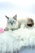 Fluffy Siberian Kitten with white and gray fur and stunning blue eyes