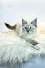 Fluffy Siberian kitten with blue eyes in gray and white fur, super adorable!