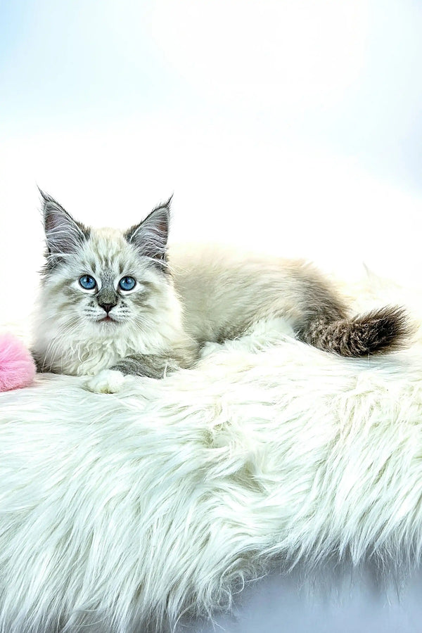 Fluffy Siberian kitten Jessica with striking blue eyes in white and gray fur