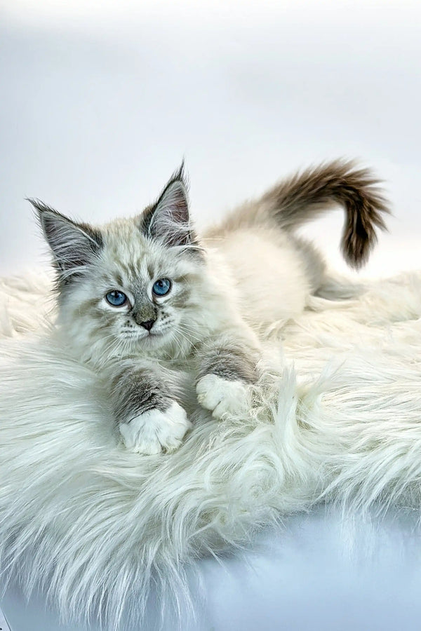 Fluffy white and gray Siberian kitten with gorgeous blue eyes, named Jessica