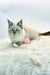 Fluffy Siberian kitten with blue eyes lounging by a pink toy