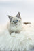 Fluffy white Siberian kitten with stunning blue-green eyes, Jessica