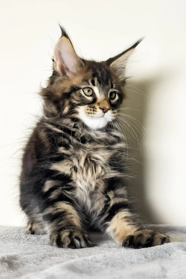 Jett | maine coon kitten