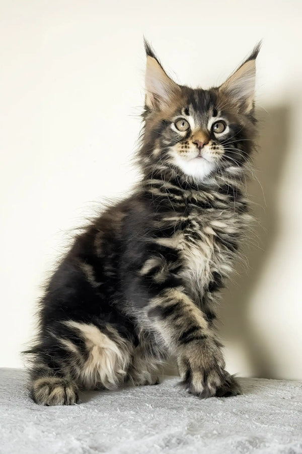 Jett | maine coon kitten