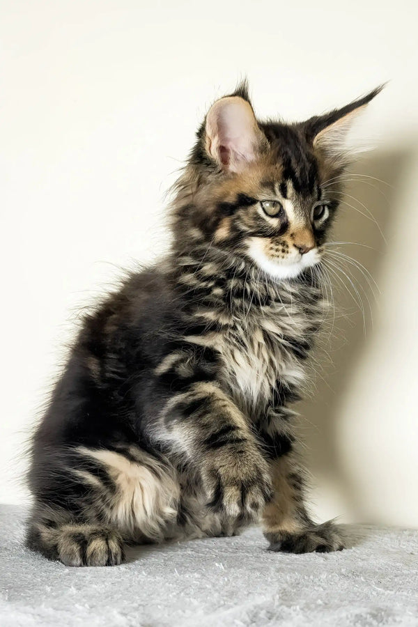 Jett | maine coon kitten