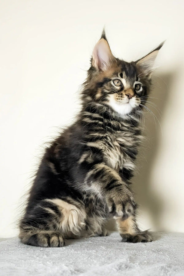Jett | maine coon kitten