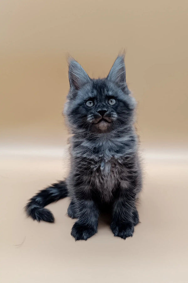 Fluffy gray Maine Coon kitten named Jim with bright eyes and pointed ears