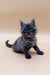 Fluffy gray Maine Coon kitten with an alert expression, perfect for cat lovers