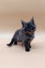 Fluffy gray Maine Coon kitten with bright eyes standing on a plain surface