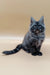 Gray fluffy Maine Coon kitten with pointed ears and a long tail sitting upright