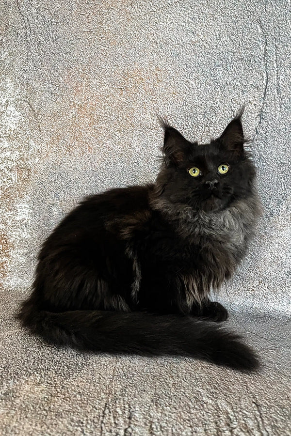 Black long-haired Maine Coon kitten with bright yellow eyes, named Jina