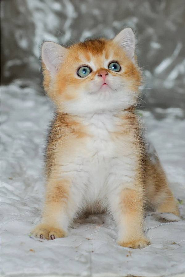 Adorable Scottish Straight Kitten named Joanna with big blue eyes and orange spots