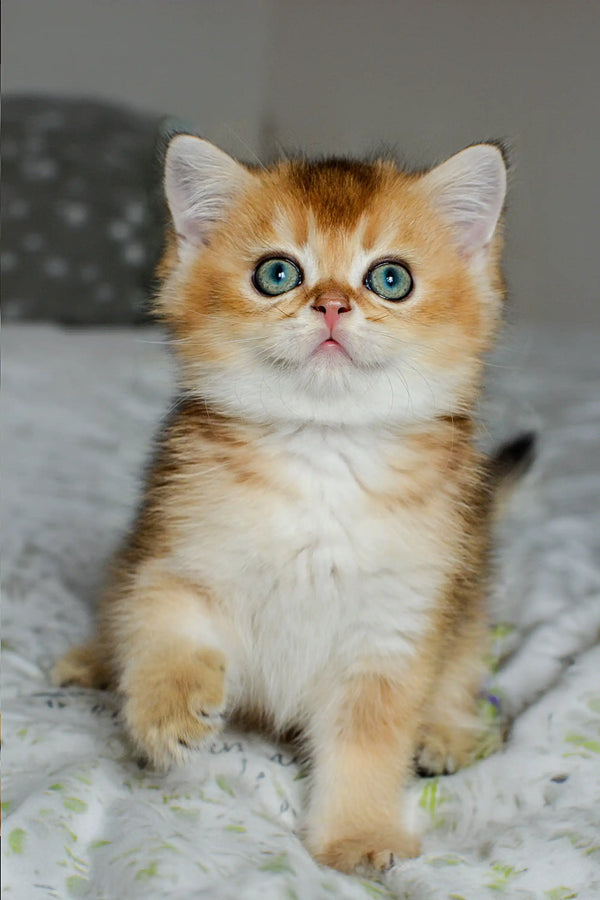 Adorable Scottish Straight Kitten Joanna with big blue eyes and orange-white fur