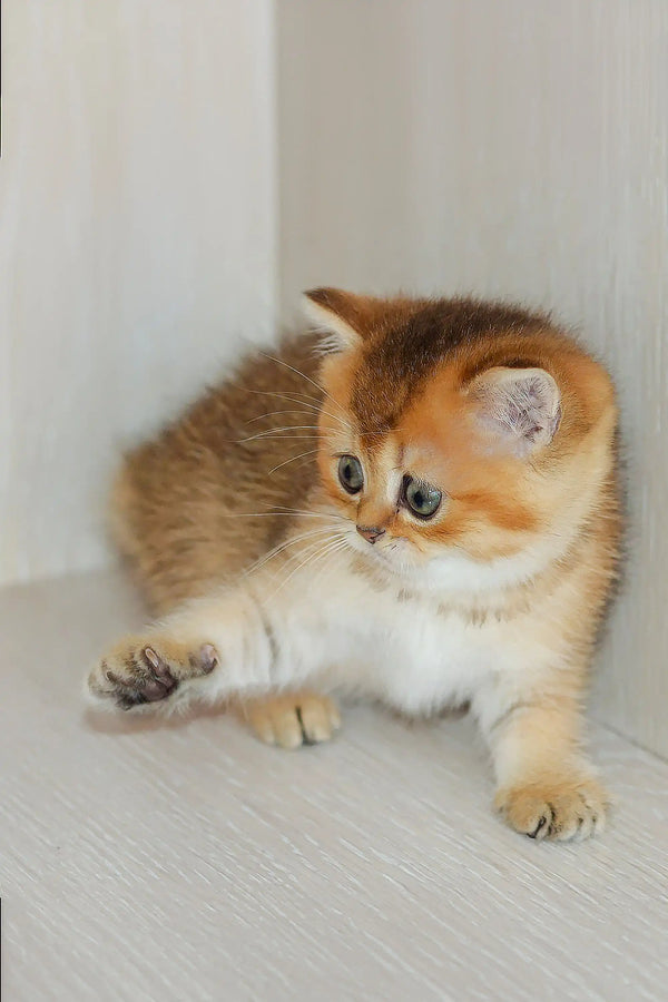 Adorable Scottish Straight kitten Joanna with fluffy orange and white fur sitting cutely