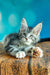 Gray and white tabby Maine Coon kitten lounging on a wooden surface