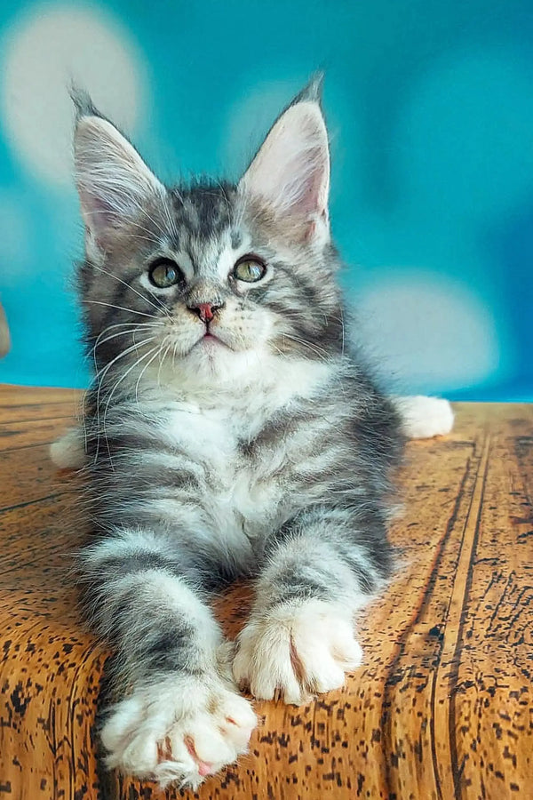 Adorable Gray and White Silver Tabby Maine Coon Kitten with Bright Blue Eyes