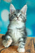 Adorable silver tabby Maine Coon kitten with wide eyes sitting upright