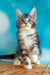 Adorable silver tabby Maine Coon kitten with perky ears and alert eyes