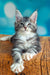 Adorable gray and white Maine Coon kitten with fluffy fur and bright eyes