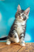 Adorable silver tabby Maine Coon kitten sitting upright with an alert expression