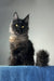 Johnatan | maine coon kitten