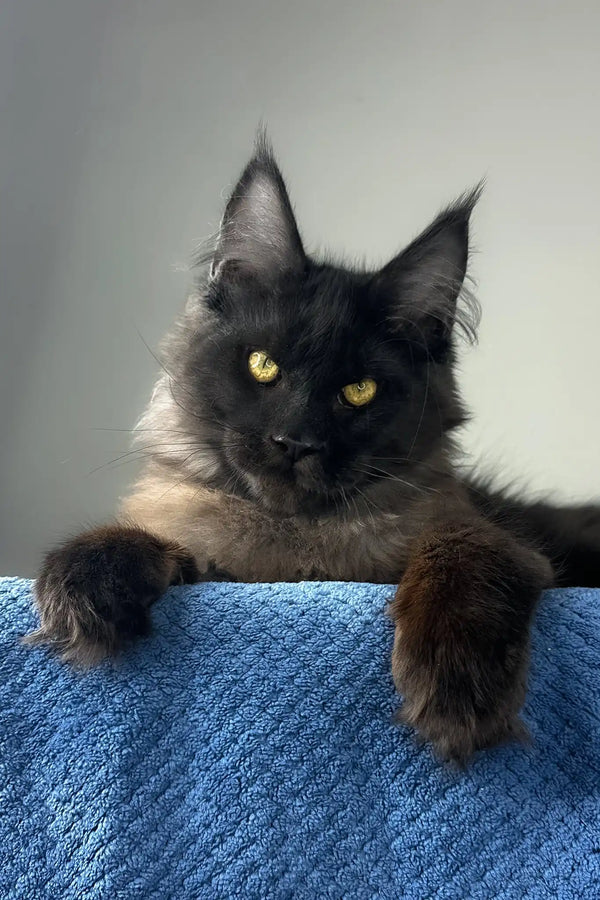 Johnatan | maine coon kitten